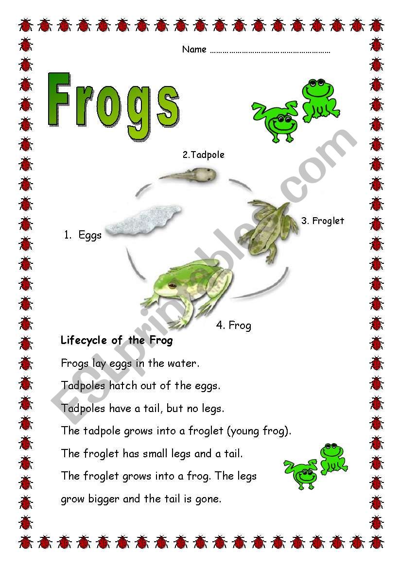 Frogs worksheet