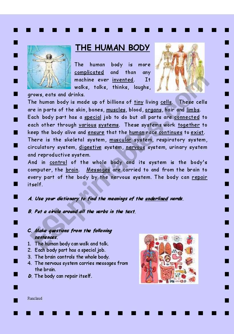 MIRACULOUS HUMAN BODY! -  (( 2 pages )) - grammar / sentence structure / vocabulary - elementary - editable 