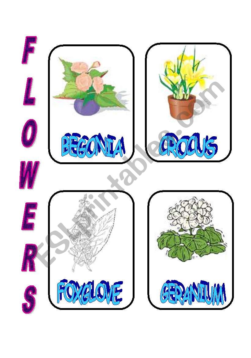 FLOWERS 4 worksheet