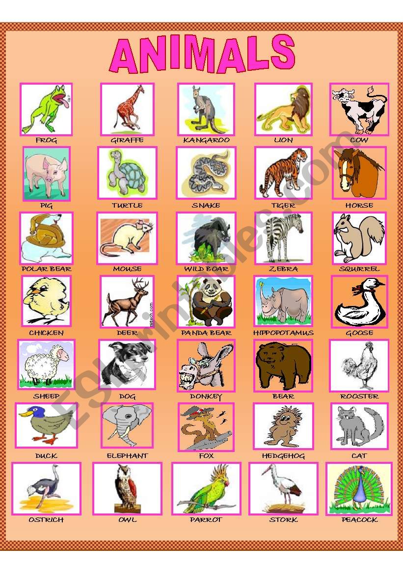 Animals  worksheet