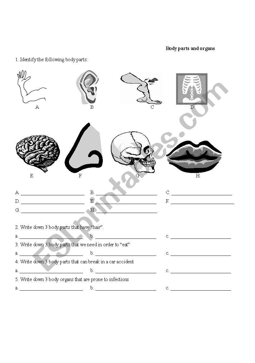 Body parts and organs worksheet