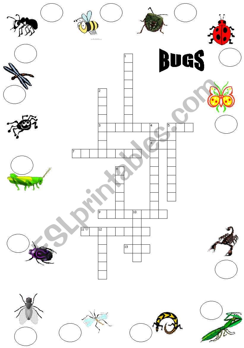 bugs worksheet