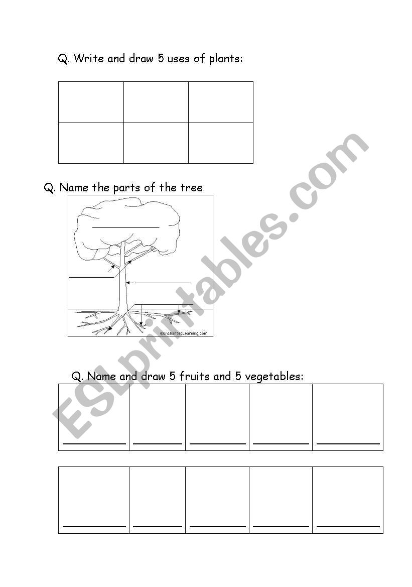 plants worksheet