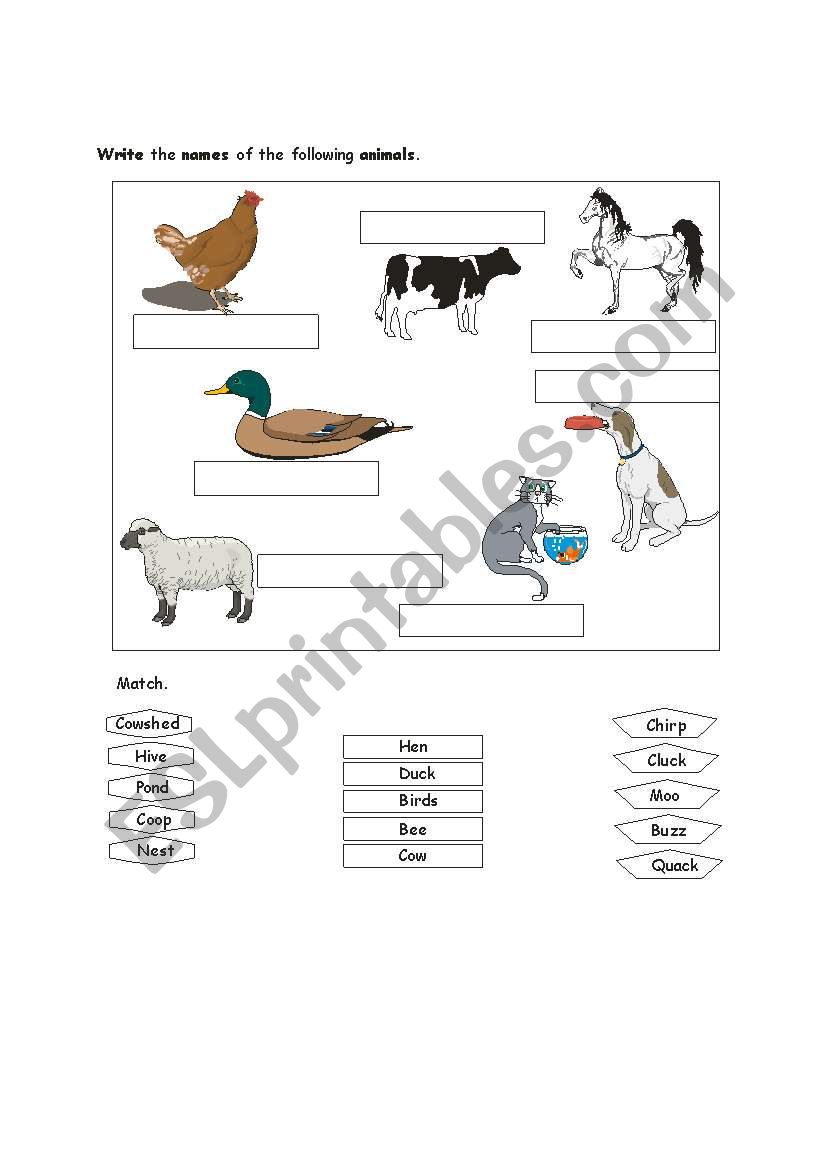 animals worksheet