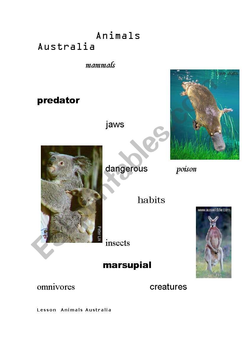 Animals Australia worksheet