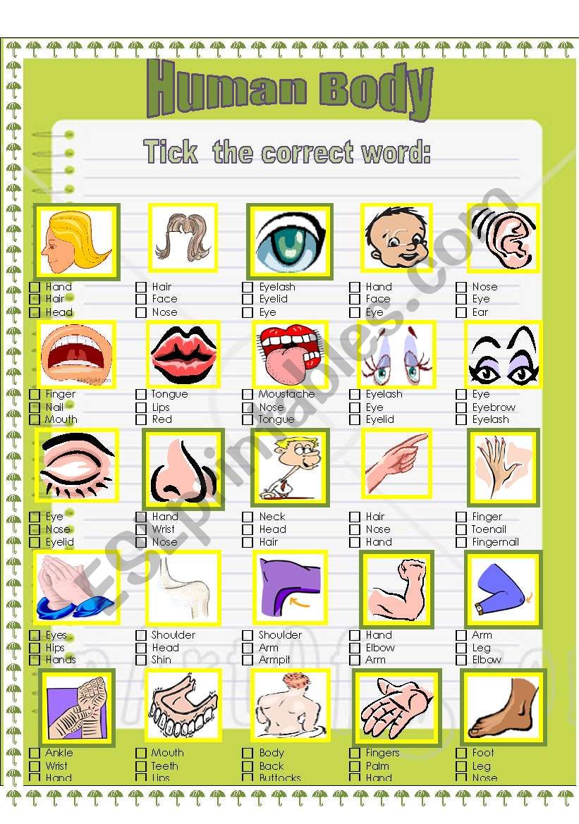 Human Body worksheet