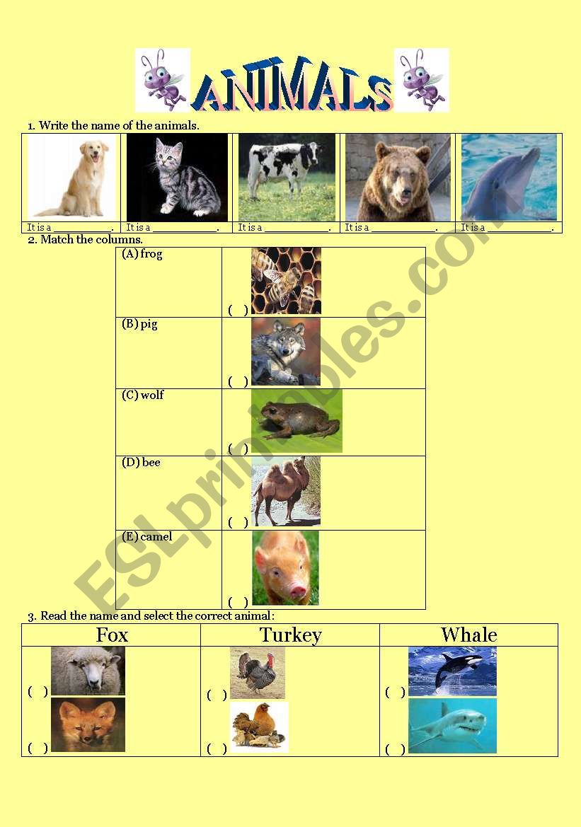 Animals exercise worksheet