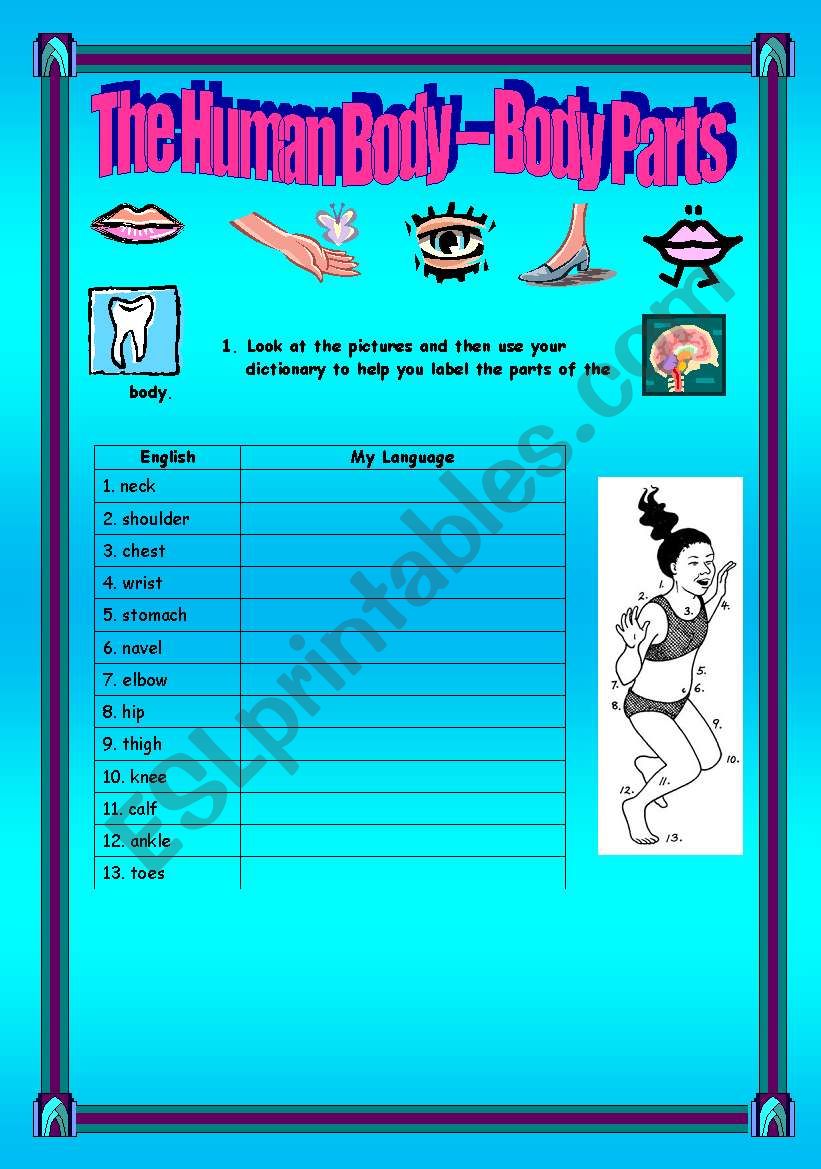 The Human Body - Body Parts -  (( 4 pages )) - elementary - Editable
