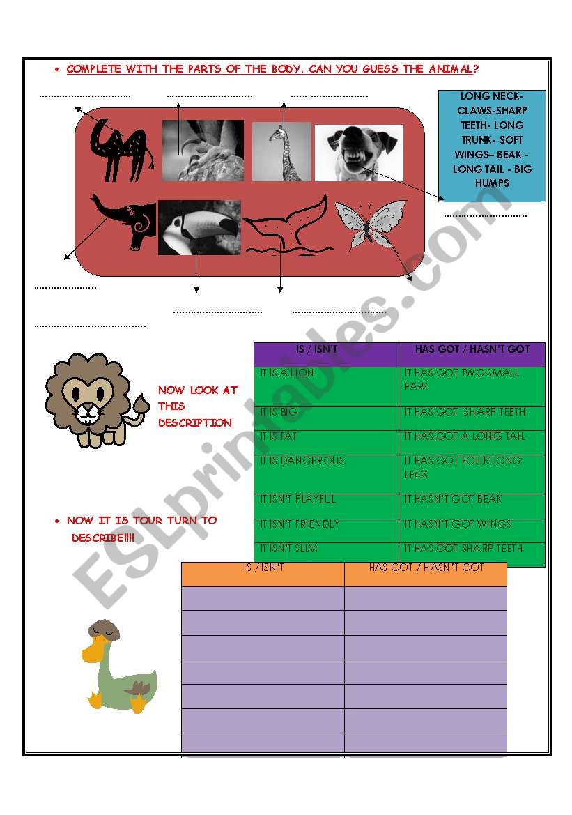 DESCRIBING ANIMALS AND CLASSIFYING ITS PARTS. VERB 