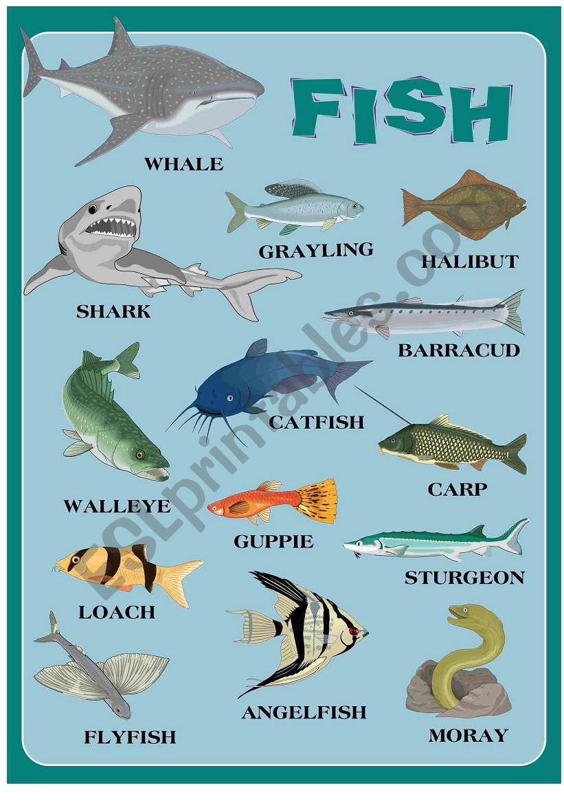 Exploring Types Of Fish With This English Vocabulary