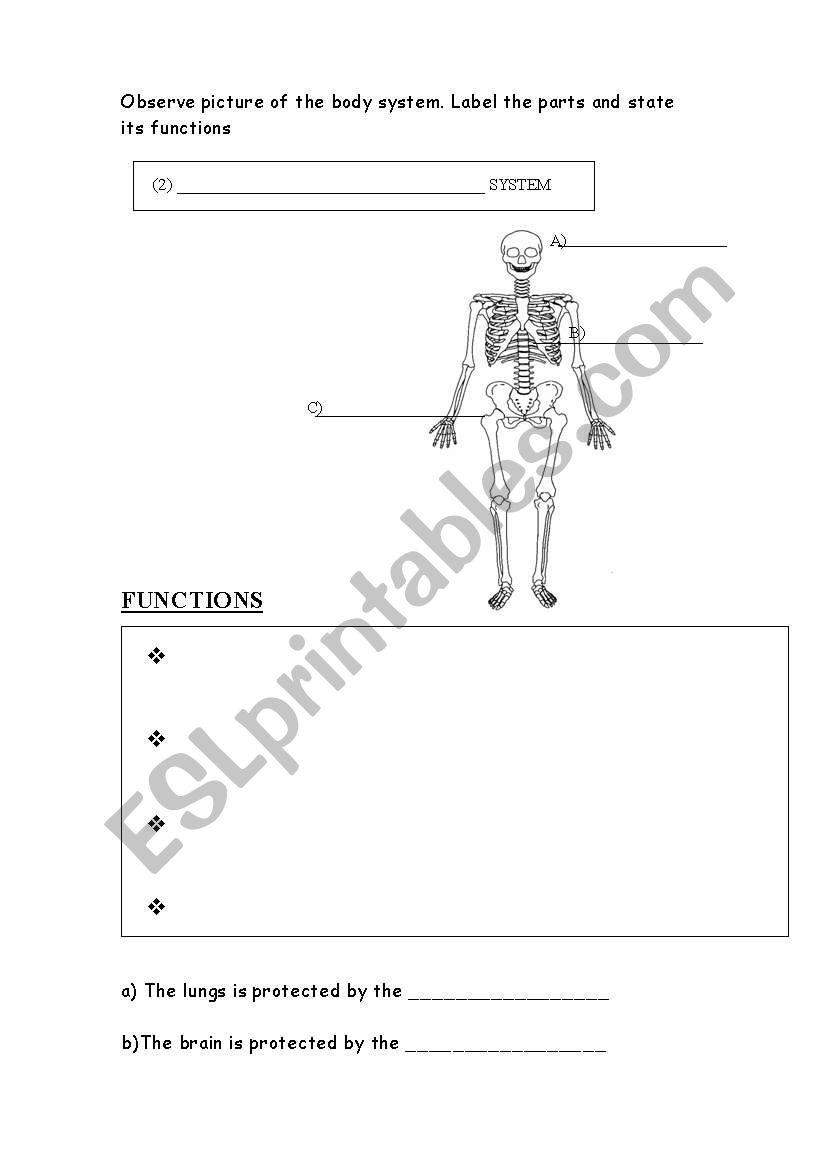 skeletal system  worksheet