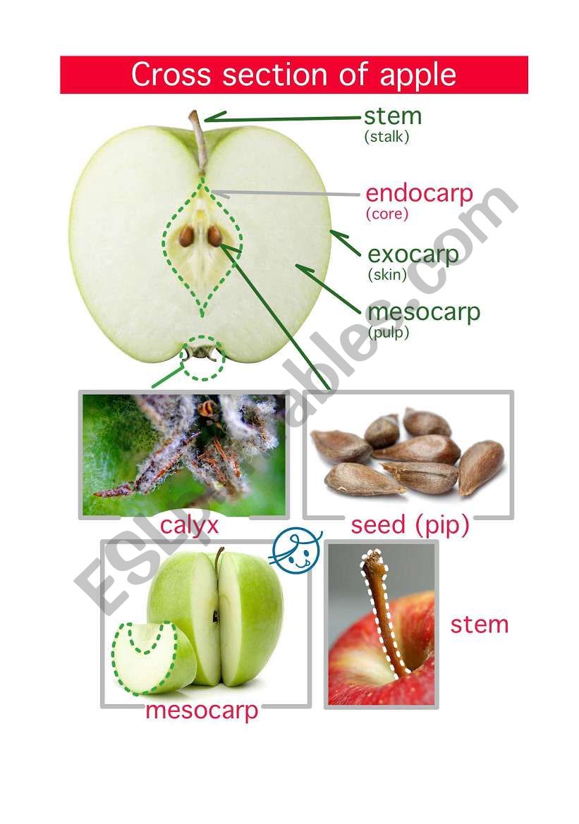 malus_fruit_detail worksheet
