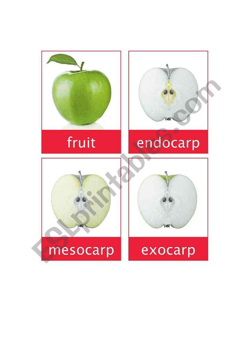 parts of malus flash card worksheet