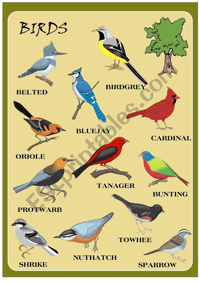 BIRDS worksheet