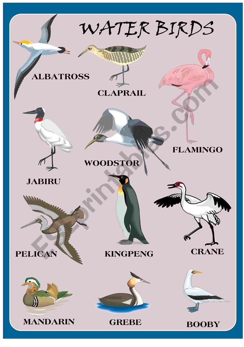 WATER BIRDS worksheet