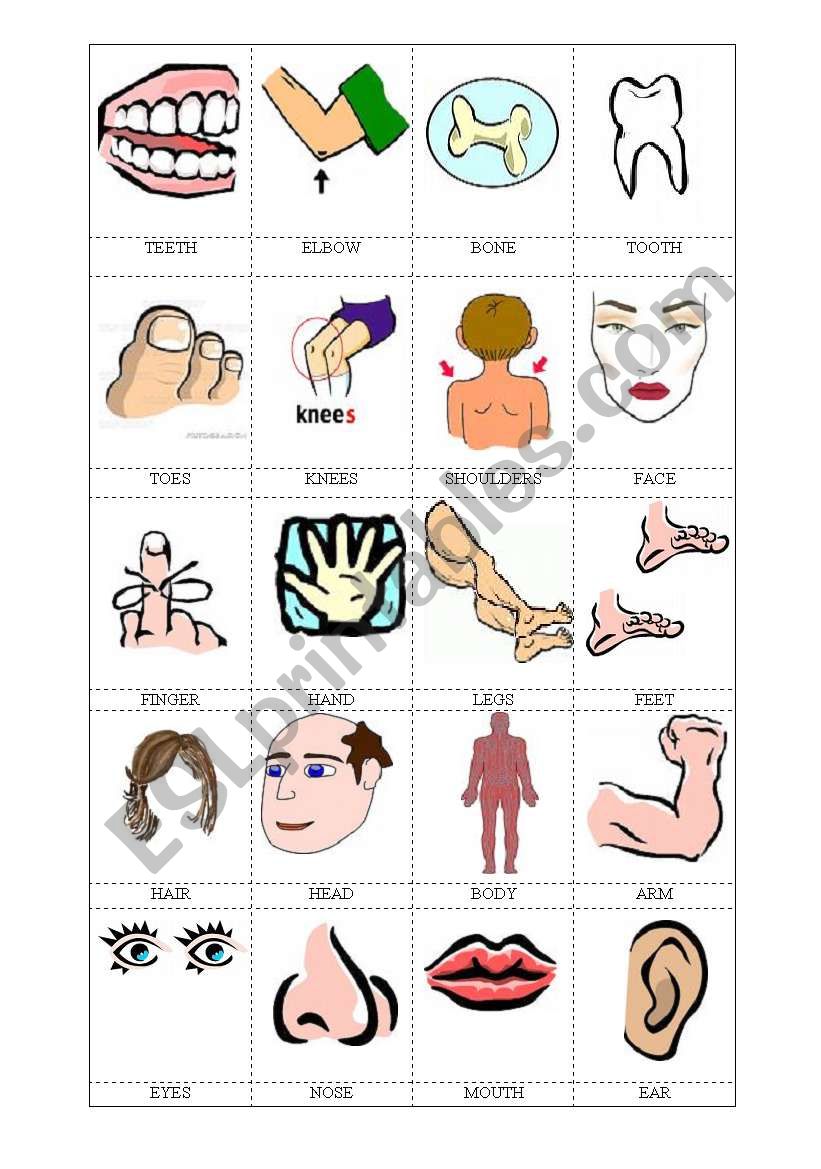 parts of the body   worksheet