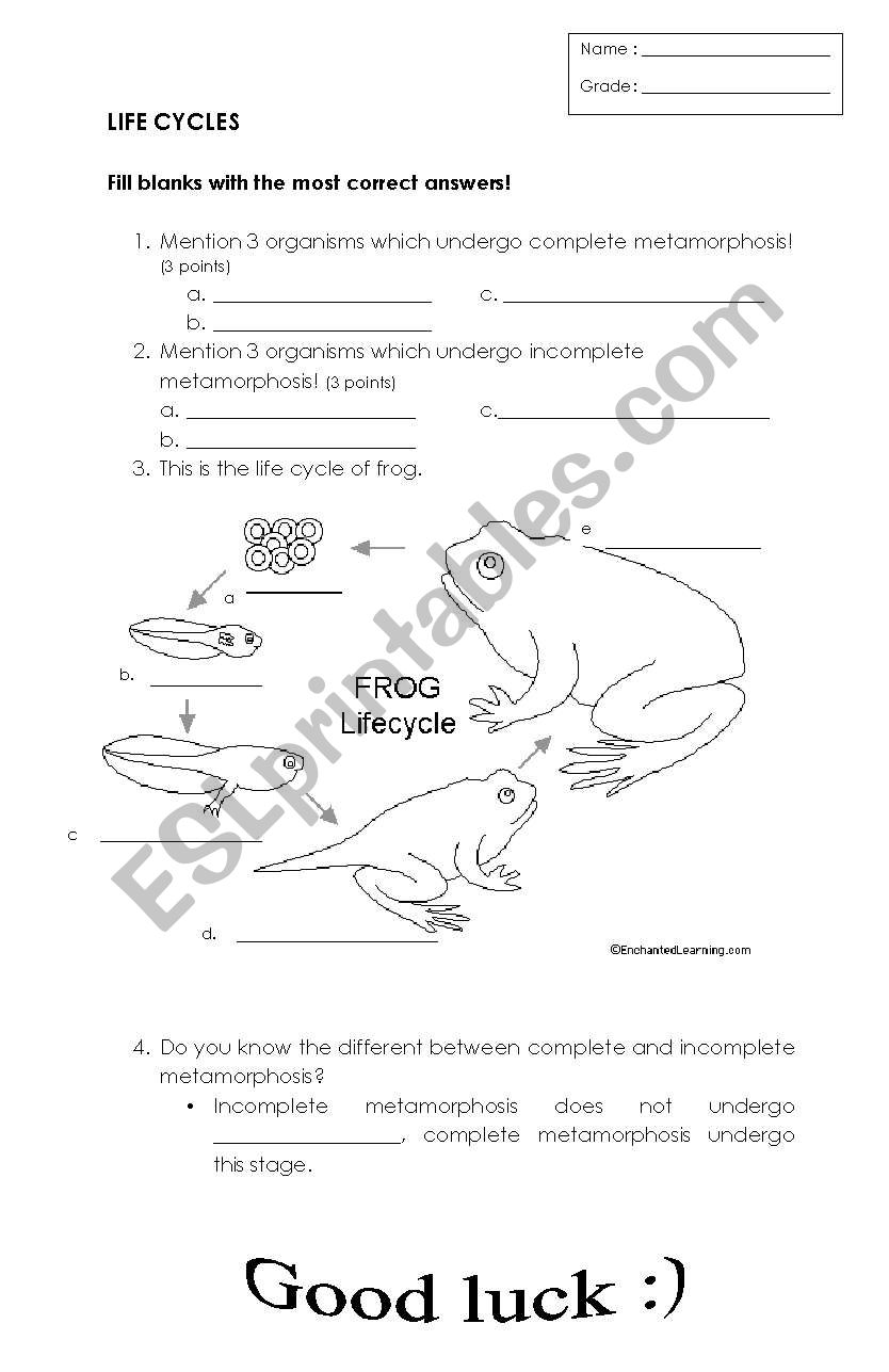 LIFE CYCLE worksheet