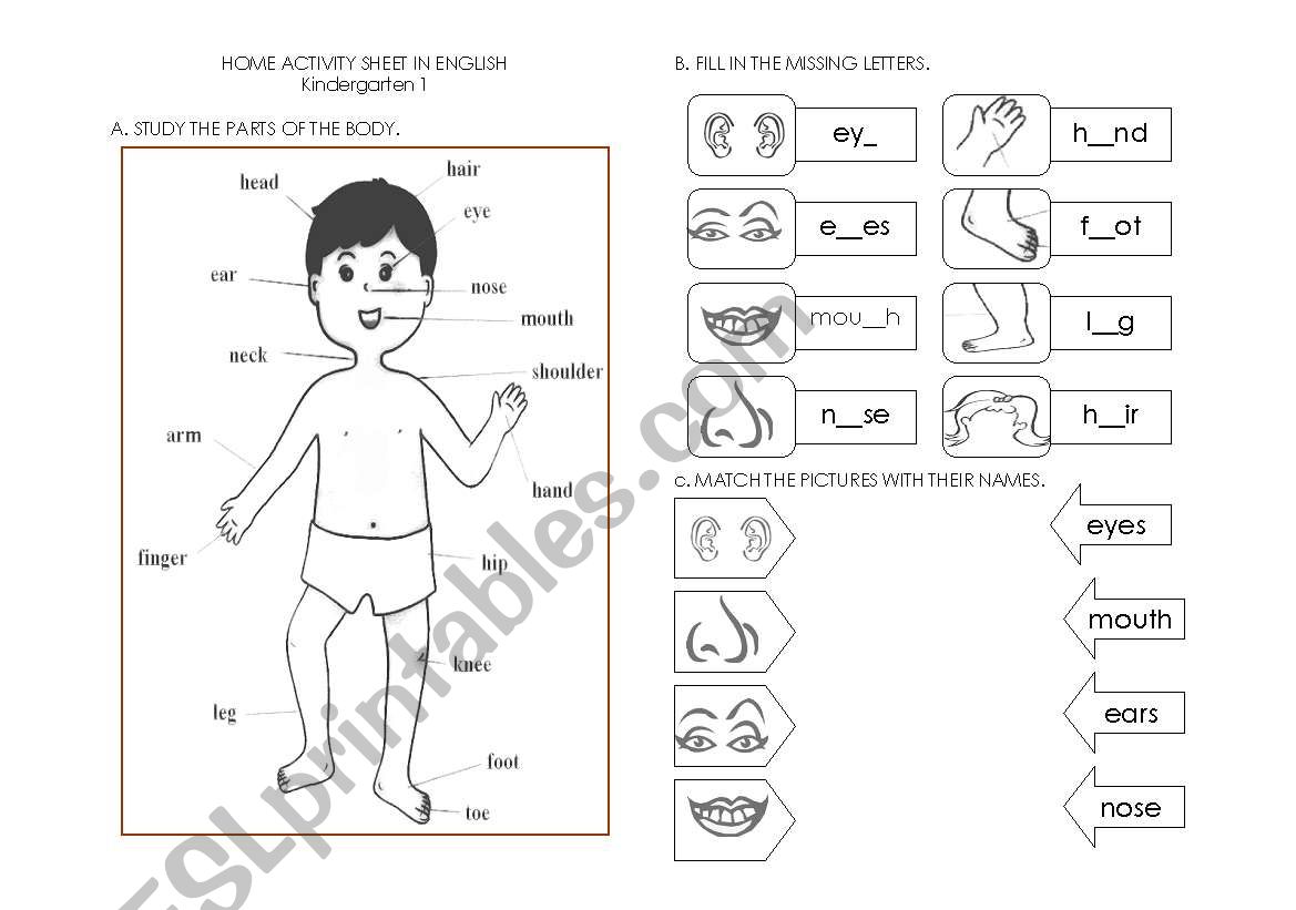 PARTS OF THE BODY worksheet