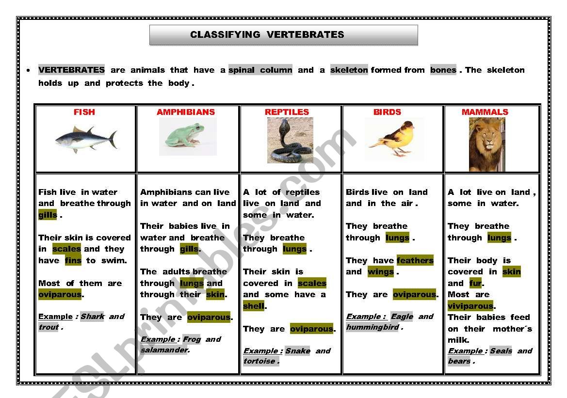 Classifying animals - vertebrates - ESL worksheet by manisa