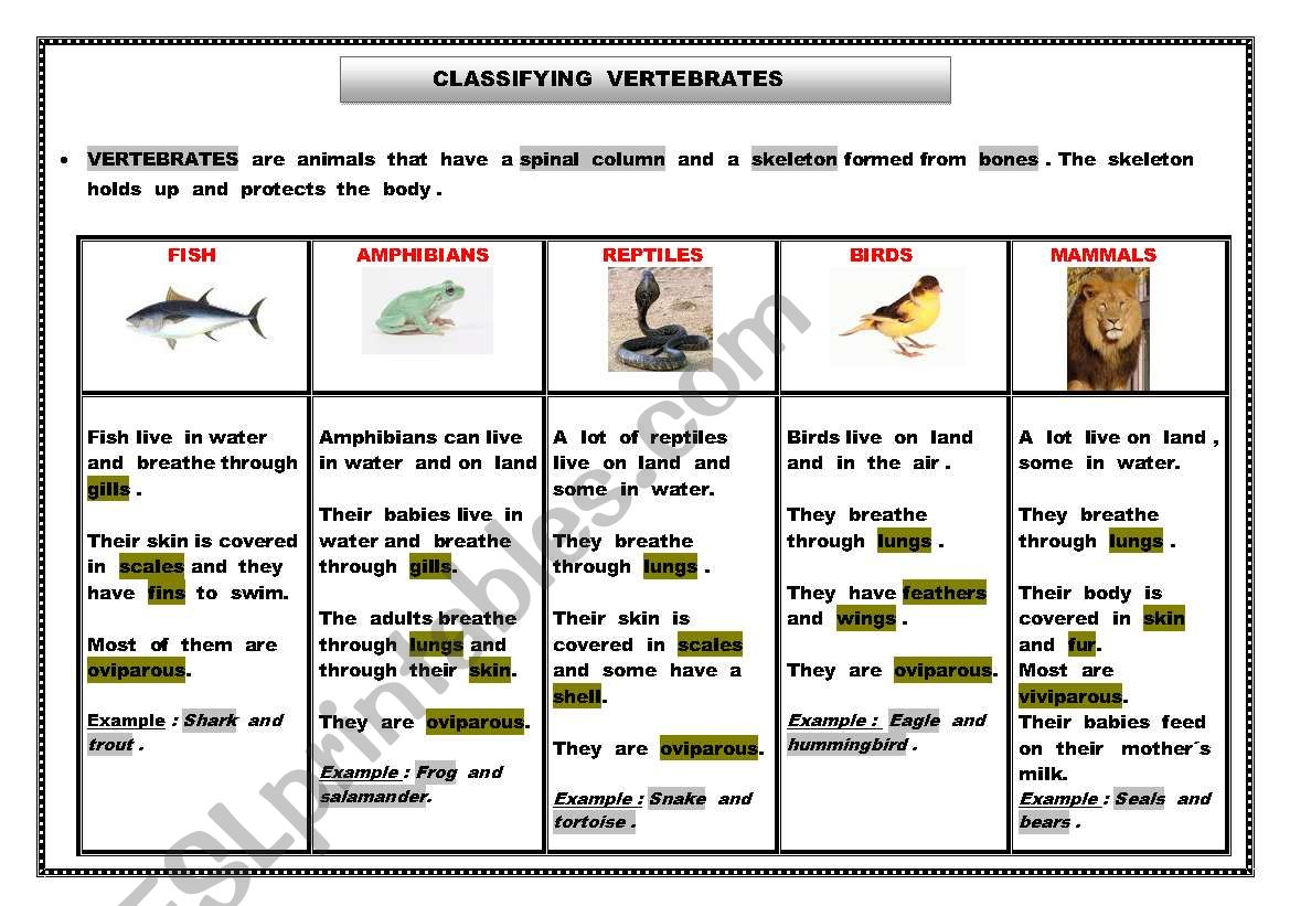 Classifying animals - vertebrates