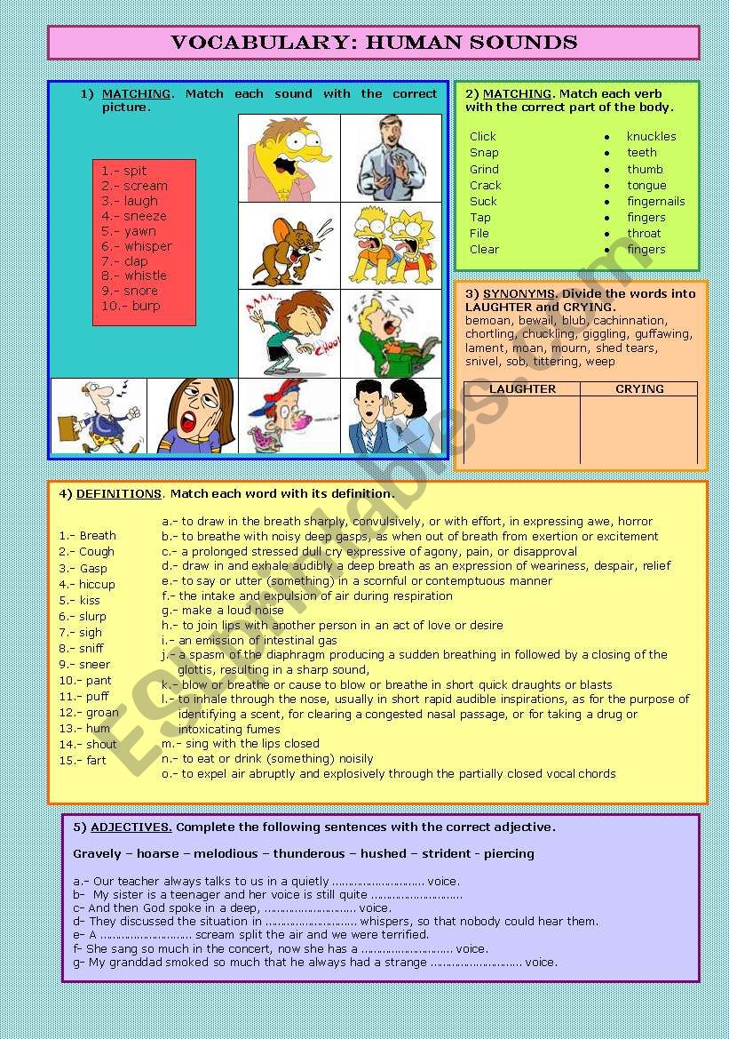 VOCABULARY: HUMAN SOUNDS worksheet