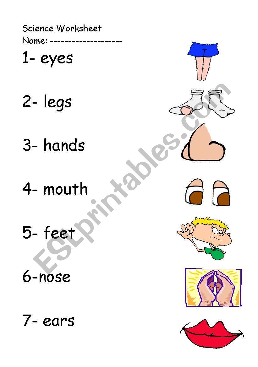 Body parts worksheet