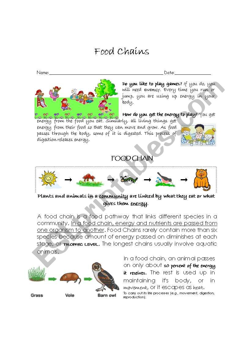 Food chain worksheet