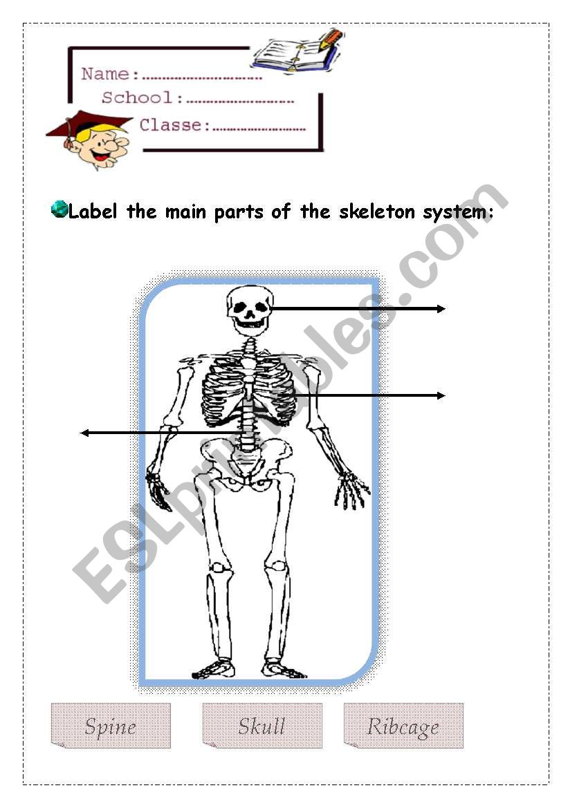 skeleton worksheet