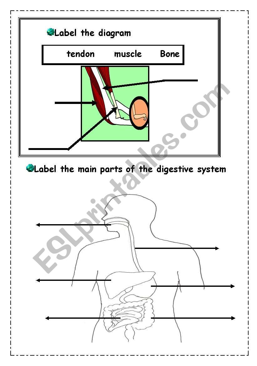 skeleton2 worksheet