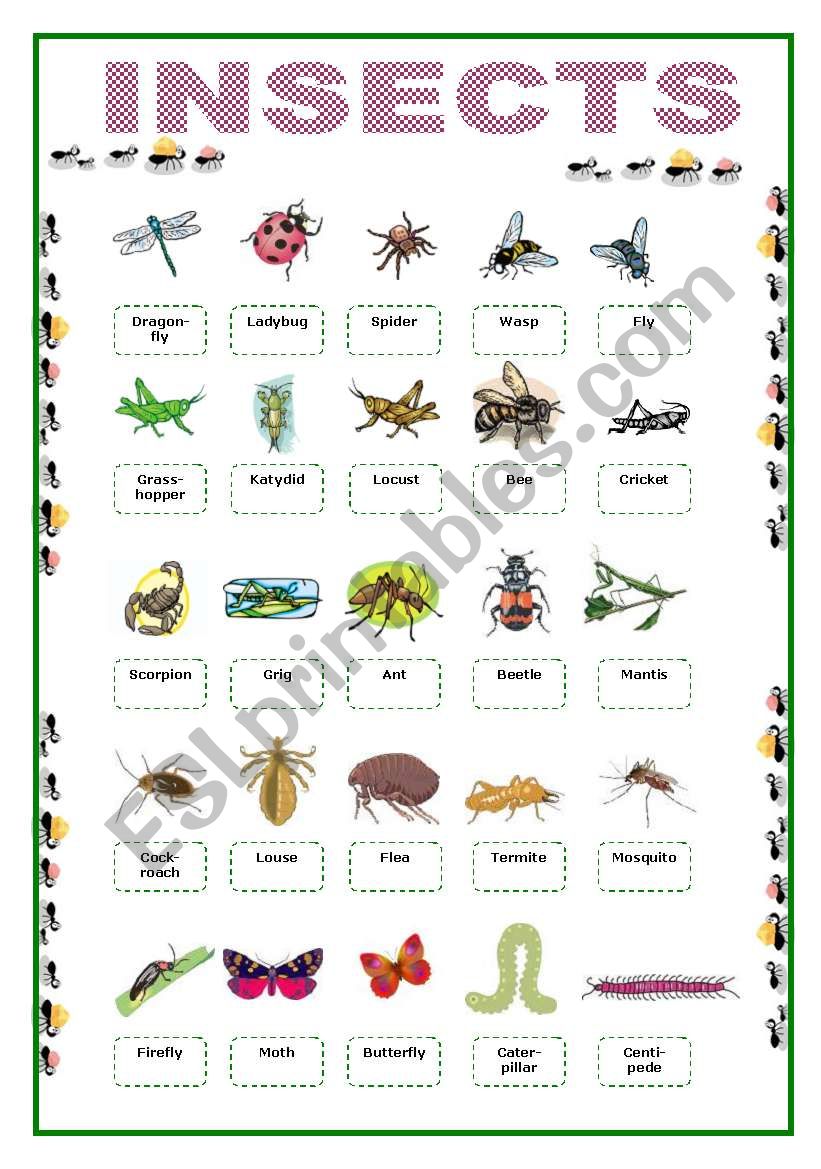 Insects Picture Vocabulary worksheet