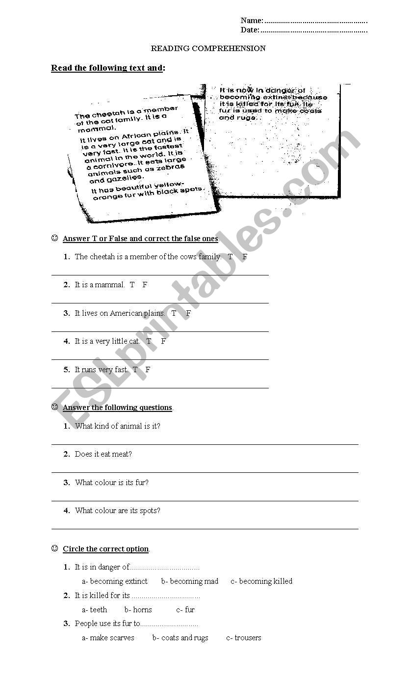 Cheetahs worksheet