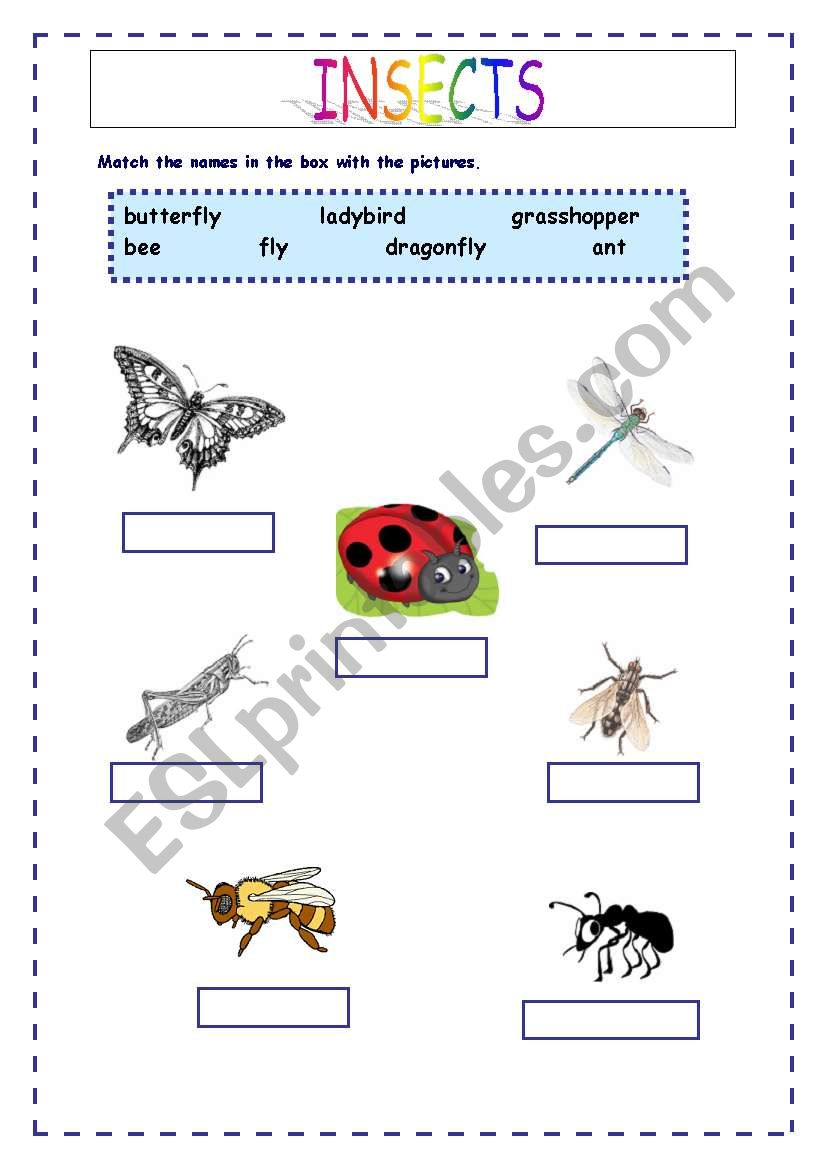 INSECT worksheet