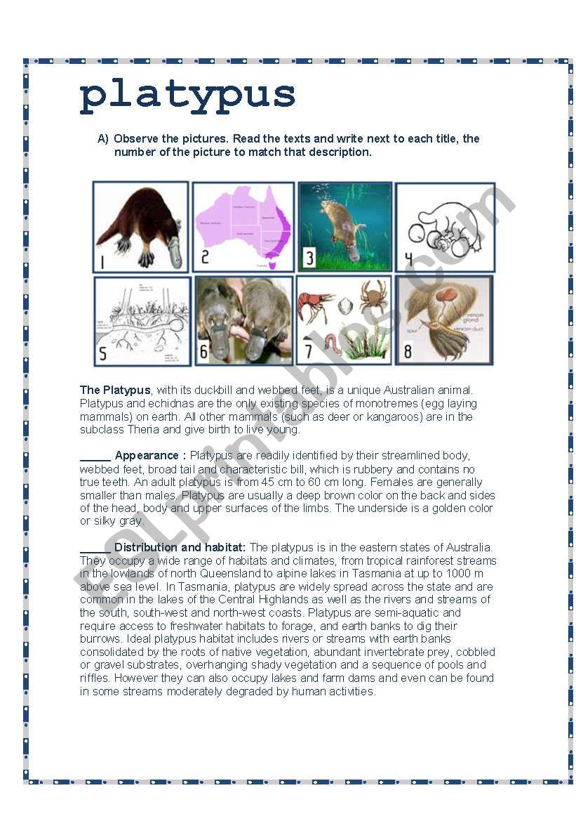 The Platypus worksheet