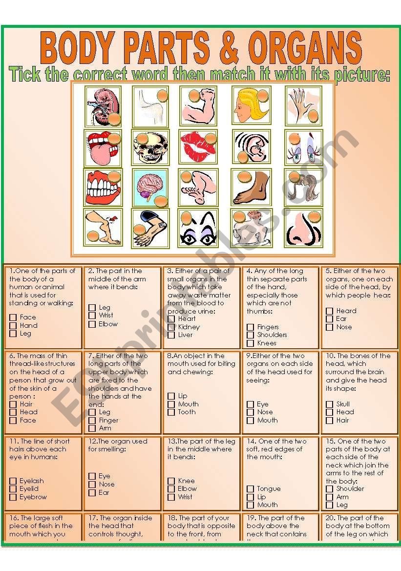 Body Parts worksheet