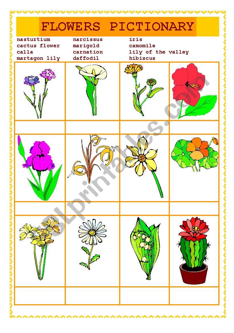 FLOWERS PICTIONARY DRILL worksheet