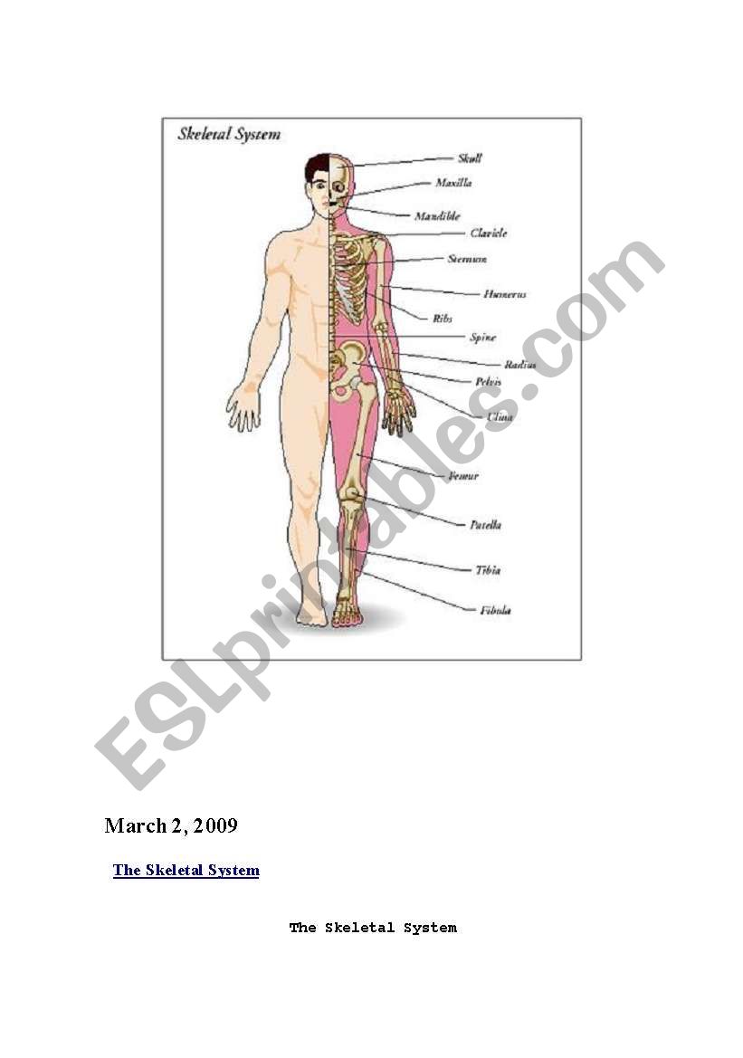 The Skeletal System worksheet