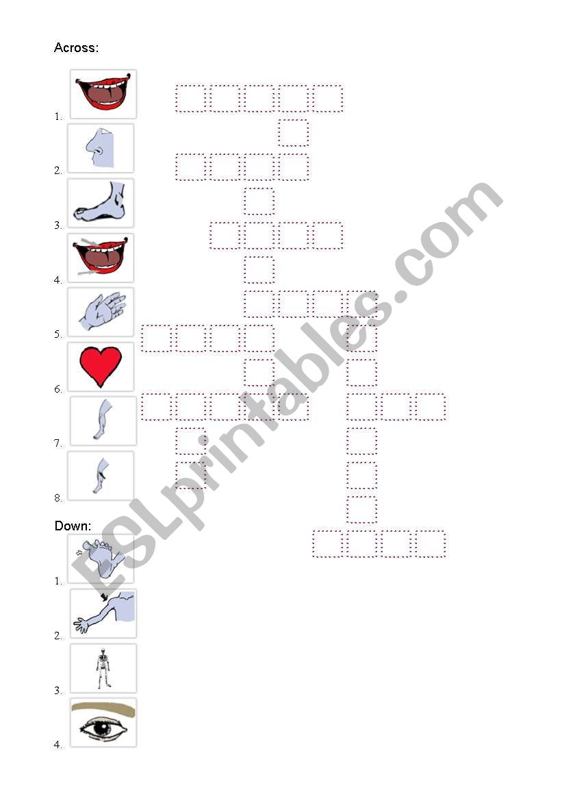 Body parts crossword worksheet