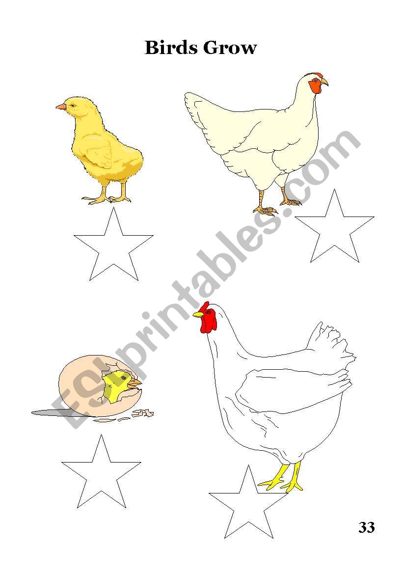 How birds grow worksheet