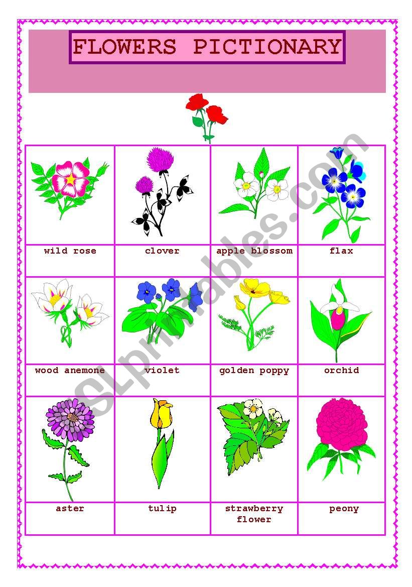 FLOWERS PICTIONARY (2) worksheet