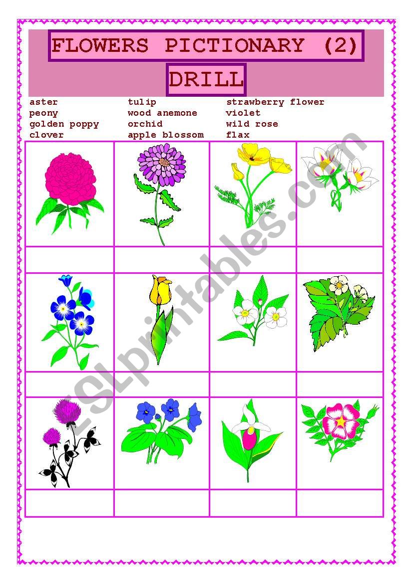 FLOWERS PICTIONARY DRILL (2) worksheet