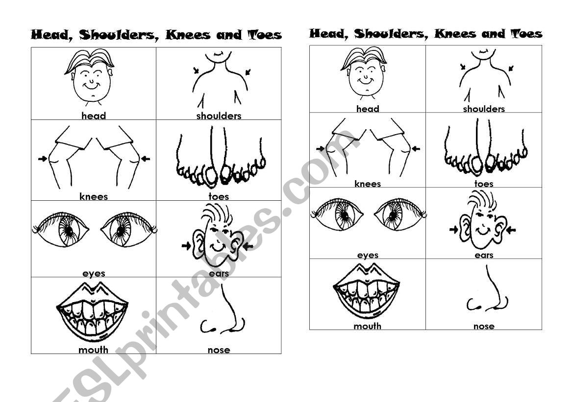 body parts apart worksheet