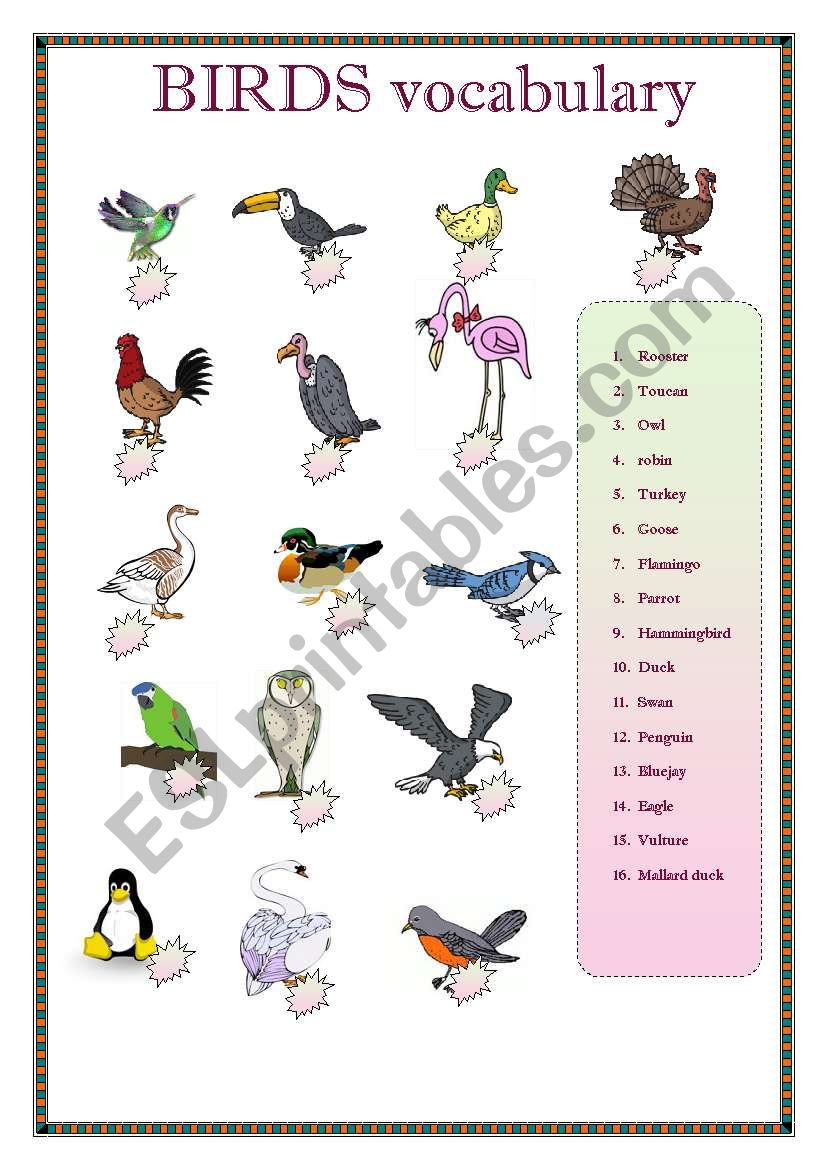 BIRDS VOCABULARY worksheet