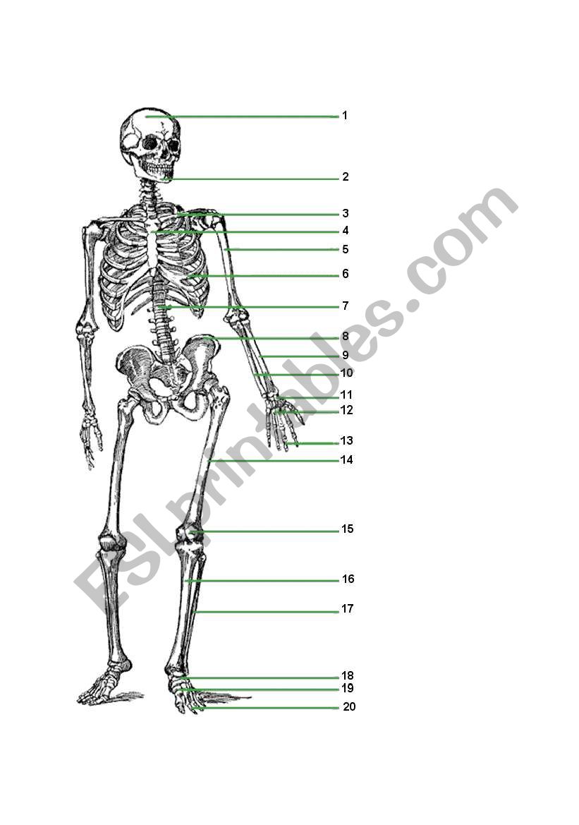 Humans body part worksheet