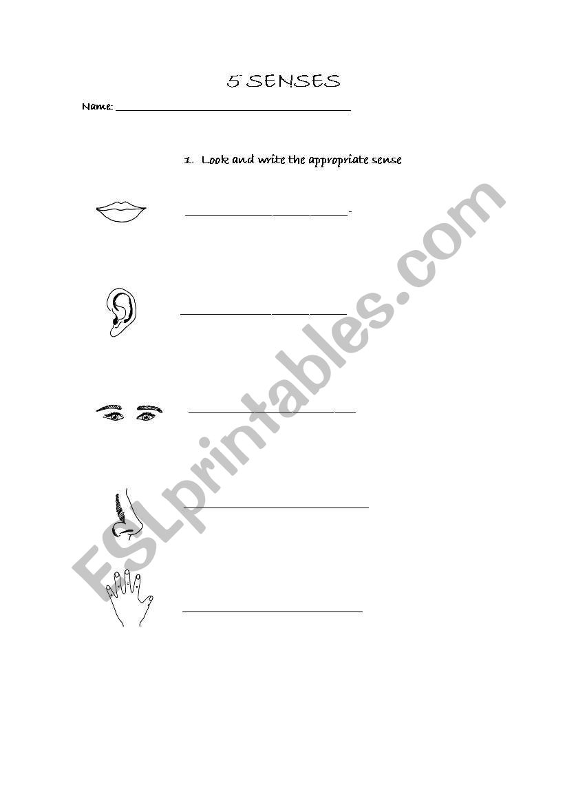 5 senses worksheet