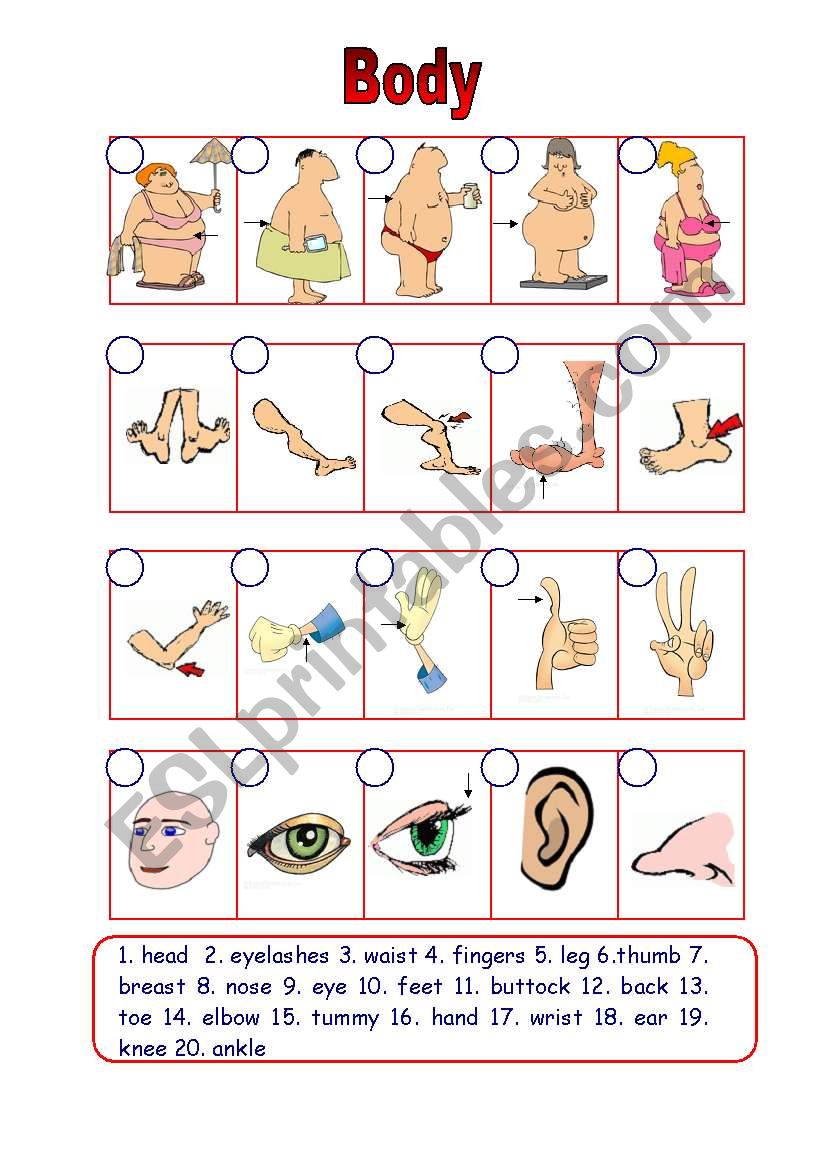 Parts of the body (15.08.09) worksheet