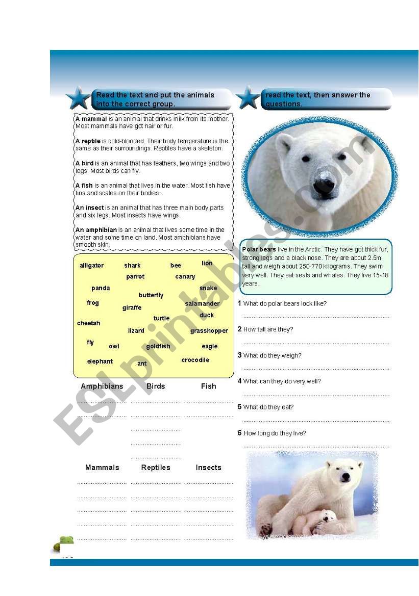 animals worksheet