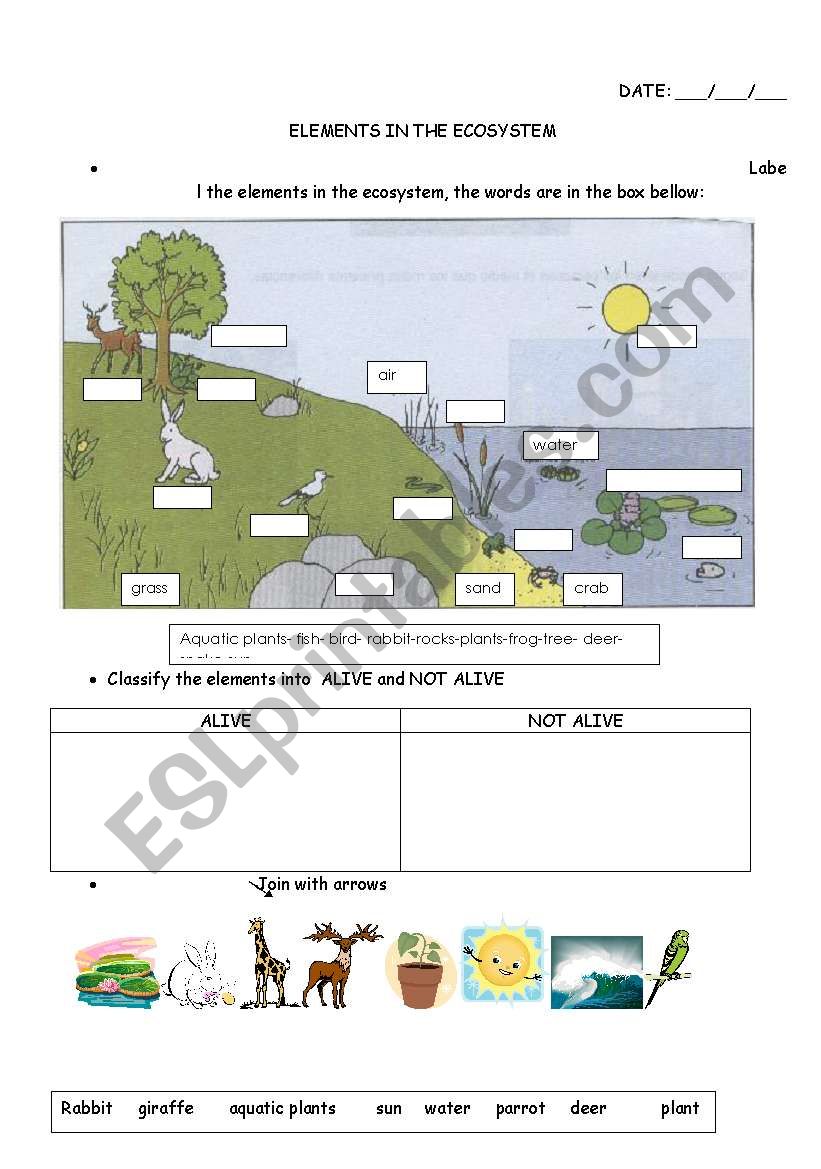elements in the ecosystem worksheet