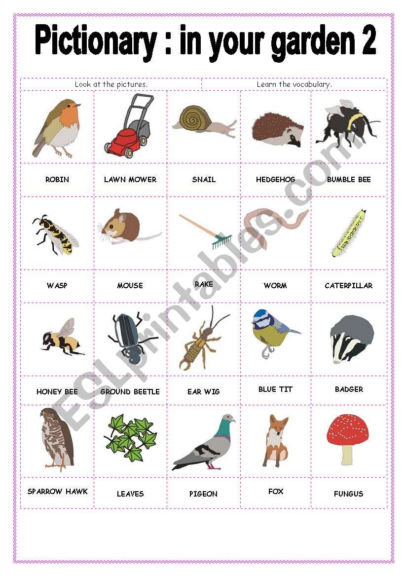 PICTIONARY IN YOUR GARDEN 2 worksheet