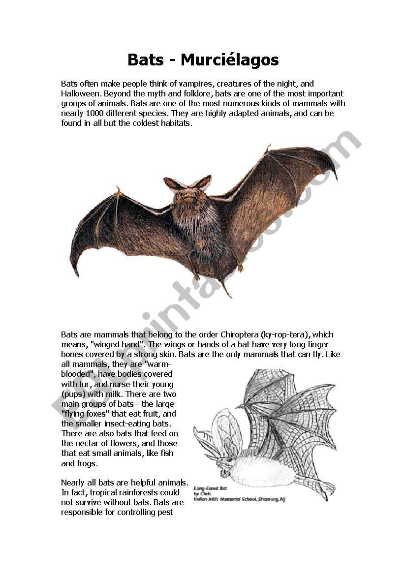 Bats worksheet