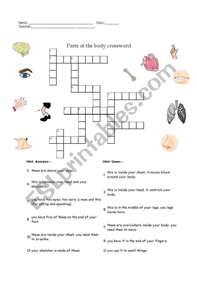 parts of the body crosswords worksheet